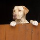 Lucky en la puerta de la casa del pueblo (Vallibona)